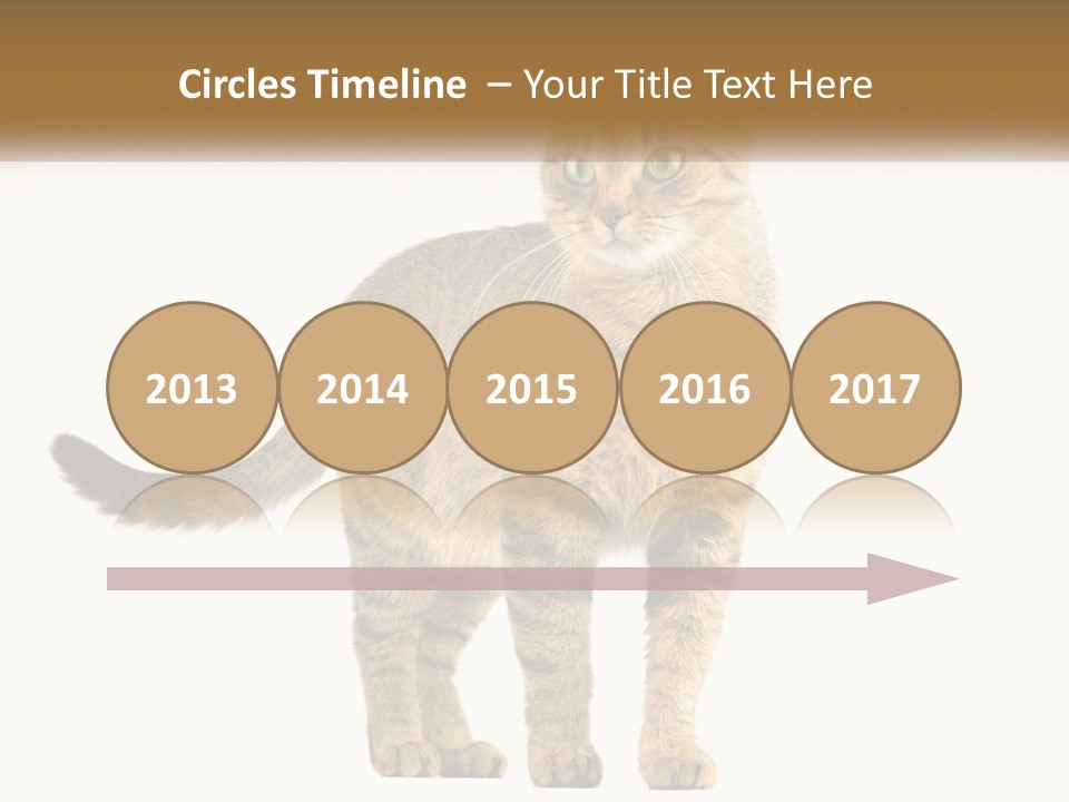 A Cat Standing On Top Of A White Surface PowerPoint Template