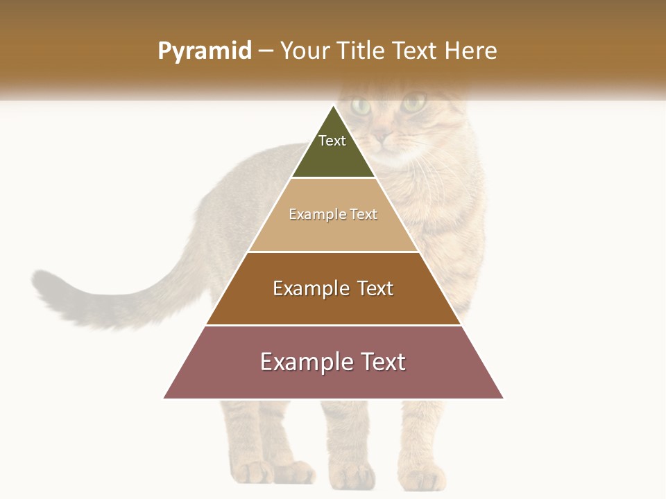 A Cat Standing On Top Of A White Surface PowerPoint Template