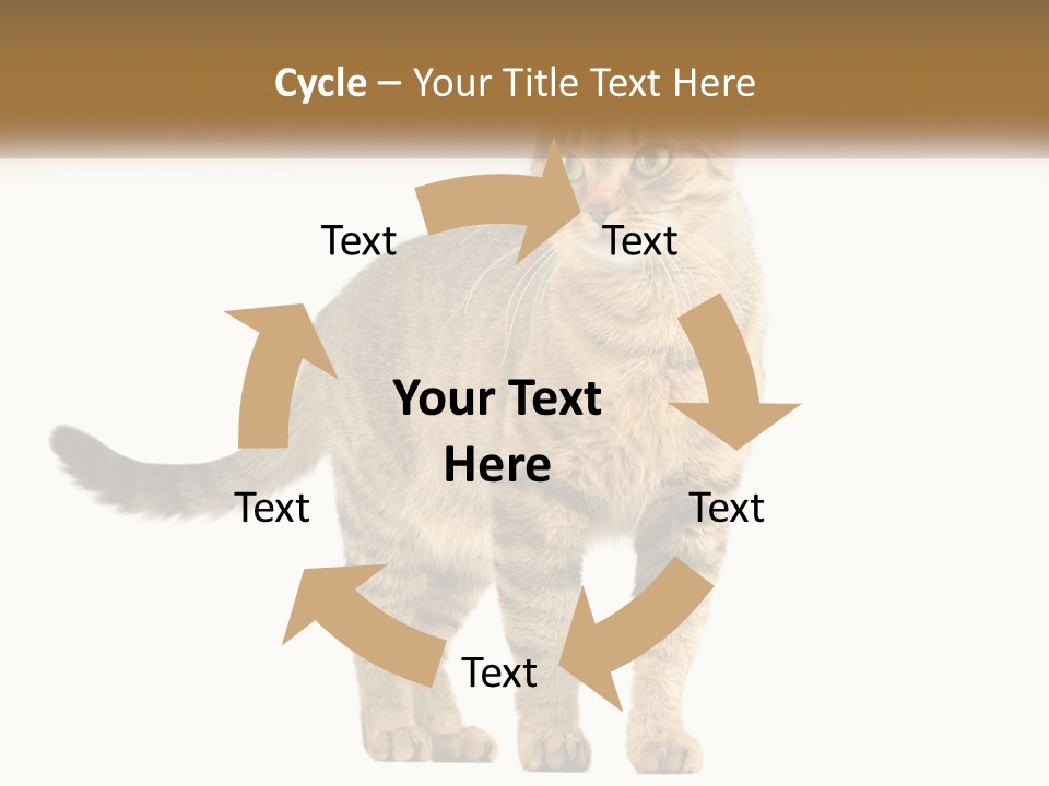 A Cat Standing On Top Of A White Surface PowerPoint Template
