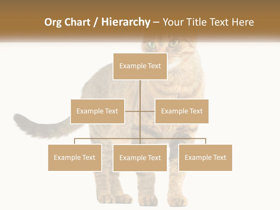 A Cat Standing On Top Of A White Surface PowerPoint Template