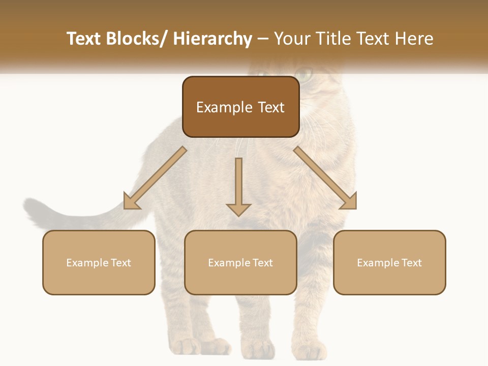 A Cat Standing On Top Of A White Surface PowerPoint Template