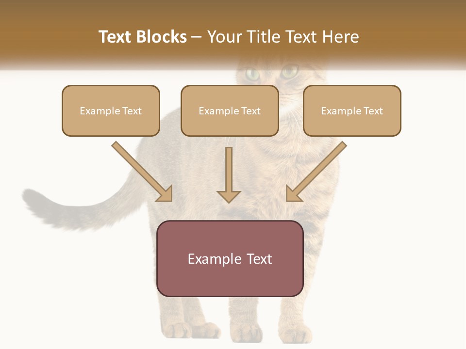 A Cat Standing On Top Of A White Surface PowerPoint Template