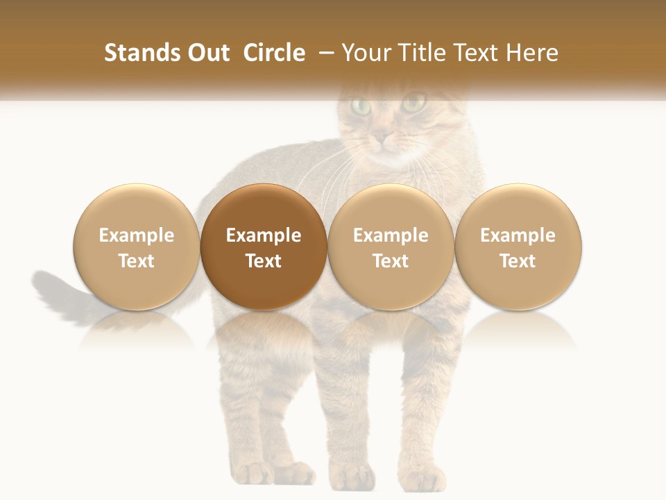 A Cat Standing On Top Of A White Surface PowerPoint Template