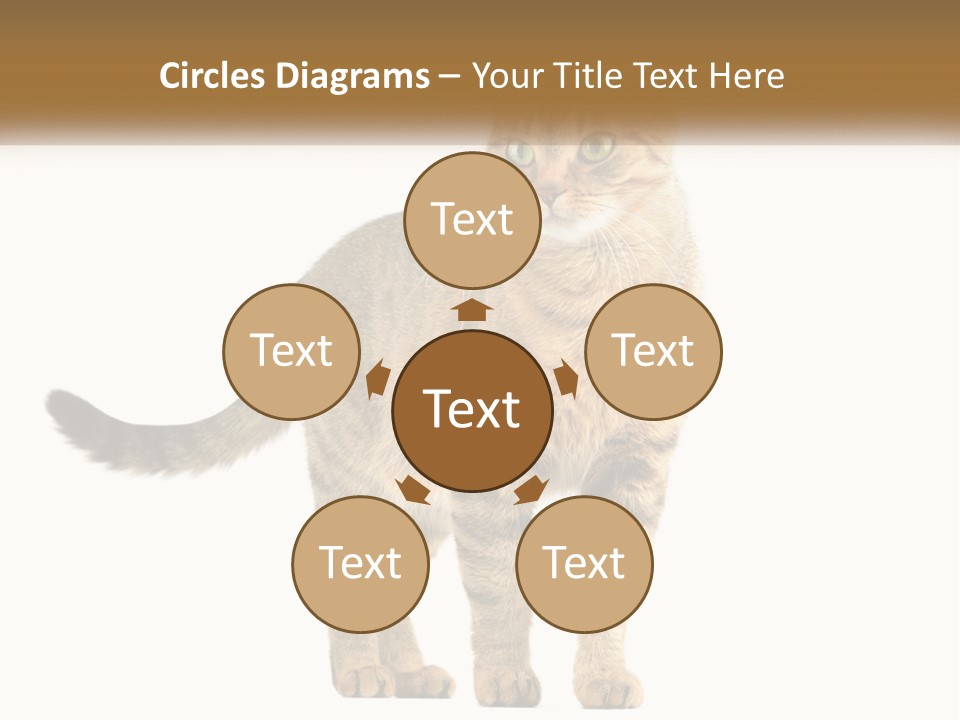 A Cat Standing On Top Of A White Surface PowerPoint Template