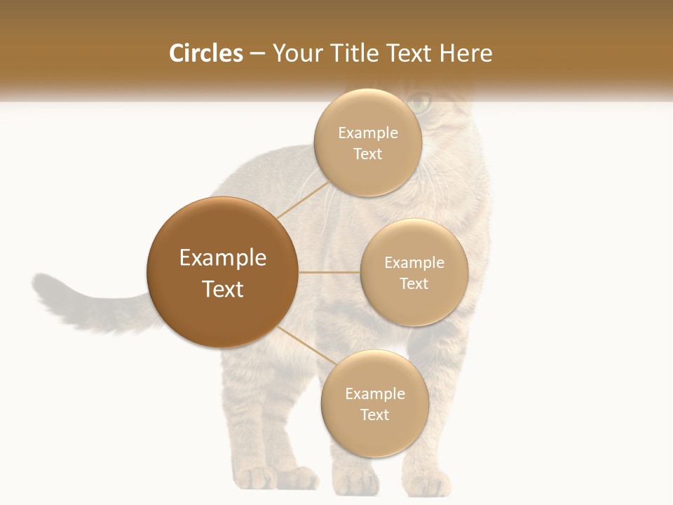 A Cat Standing On Top Of A White Surface PowerPoint Template