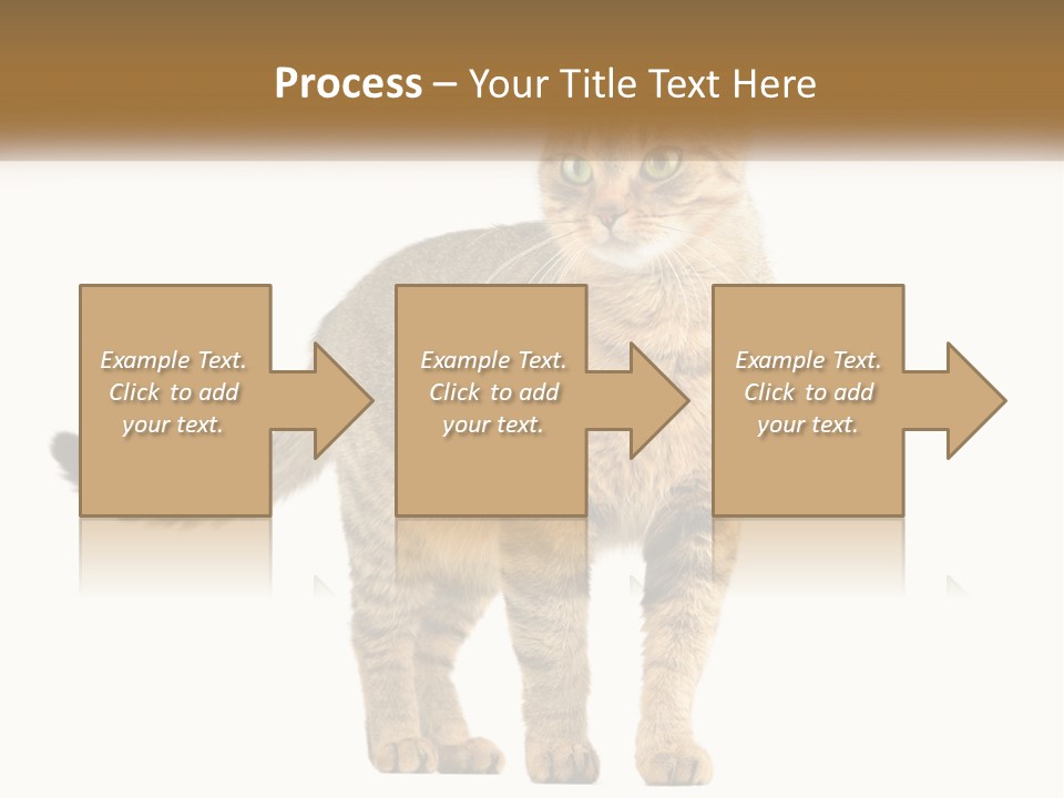 A Cat Standing On Top Of A White Surface PowerPoint Template