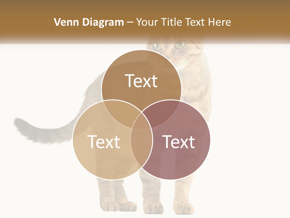 A Cat Standing On Top Of A White Surface PowerPoint Template