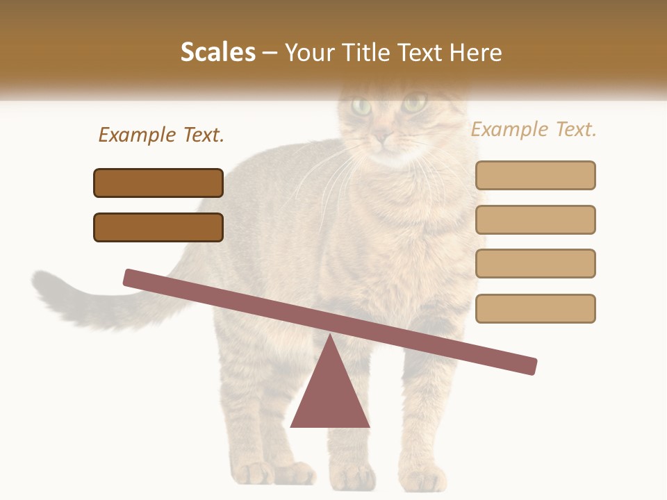 A Cat Standing On Top Of A White Surface PowerPoint Template