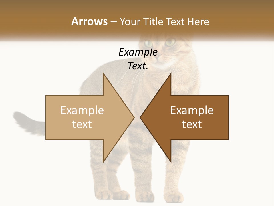 A Cat Standing On Top Of A White Surface PowerPoint Template