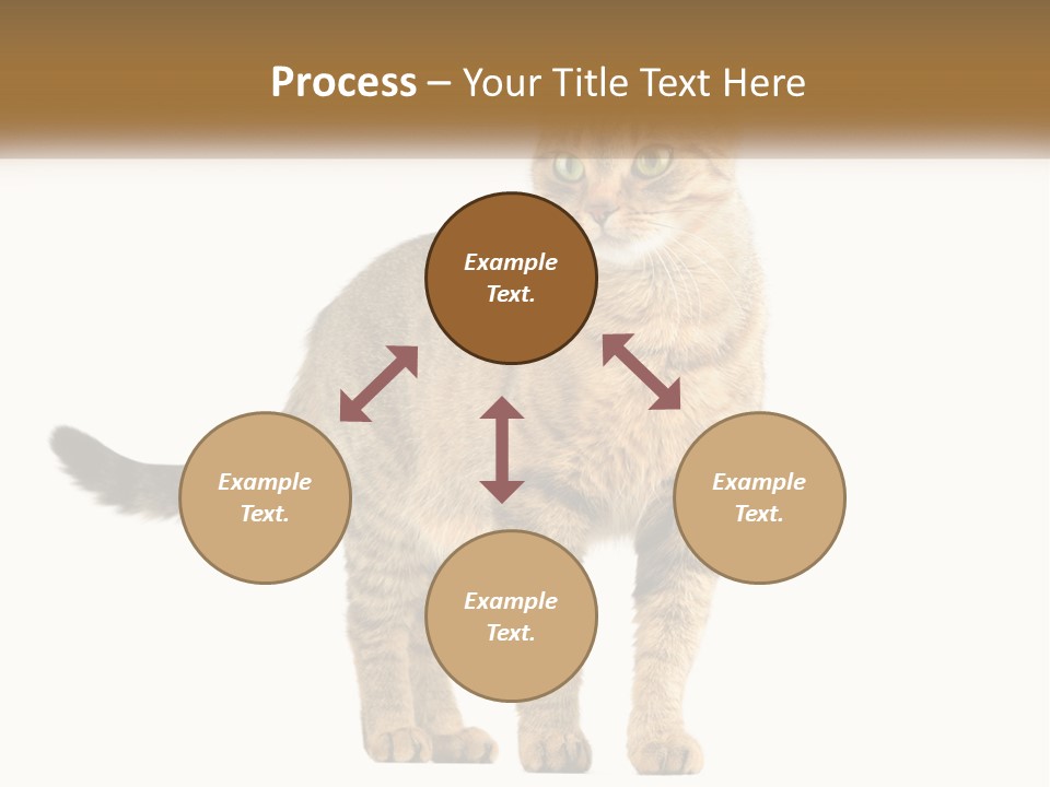A Cat Standing On Top Of A White Surface PowerPoint Template