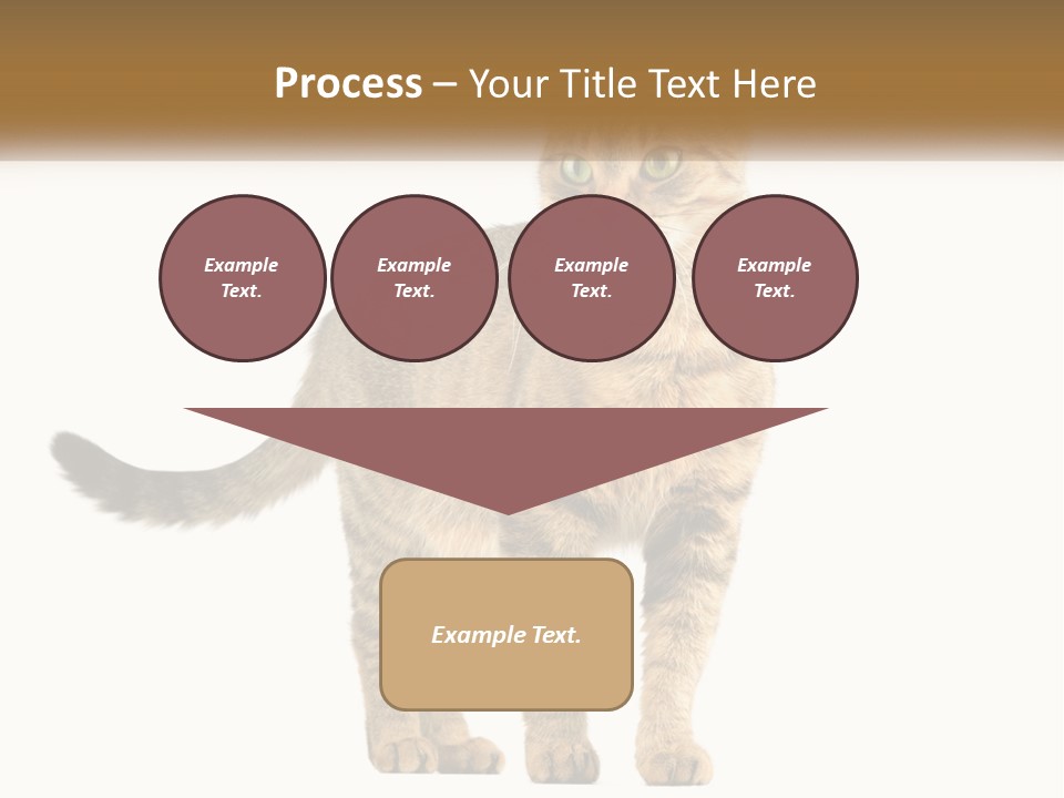 A Cat Standing On Top Of A White Surface PowerPoint Template