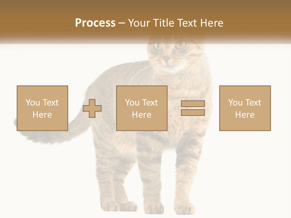 A Cat Standing On Top Of A White Surface PowerPoint Template