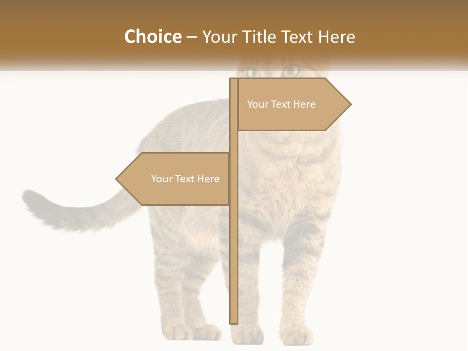 A Cat Standing On Top Of A White Surface PowerPoint Template