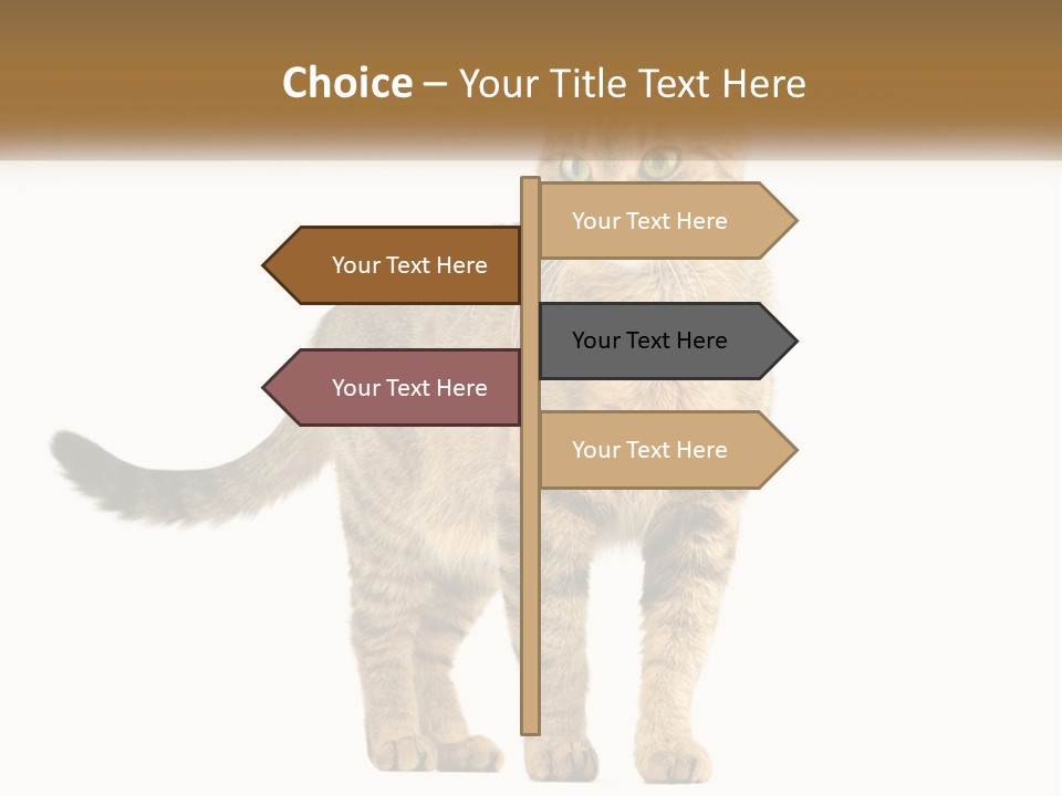 A Cat Standing On Top Of A White Surface PowerPoint Template