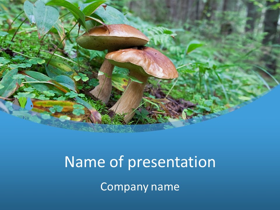 A Group Of Mushrooms In The Forest Powerpoint Template PowerPoint Template