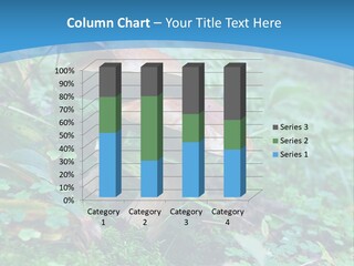 A Group Of Mushrooms In The Forest Powerpoint Template PowerPoint Template