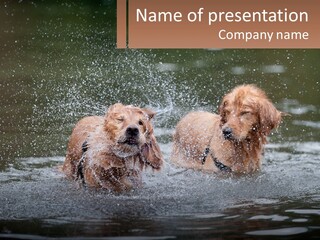 Two Brown Dogs Splashing In A Body Of Water PowerPoint Template