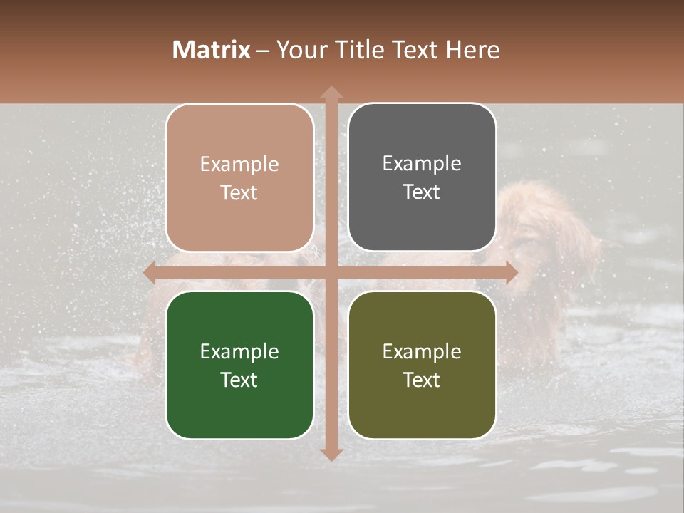 Two Brown Dogs Splashing In A Body Of Water PowerPoint Template