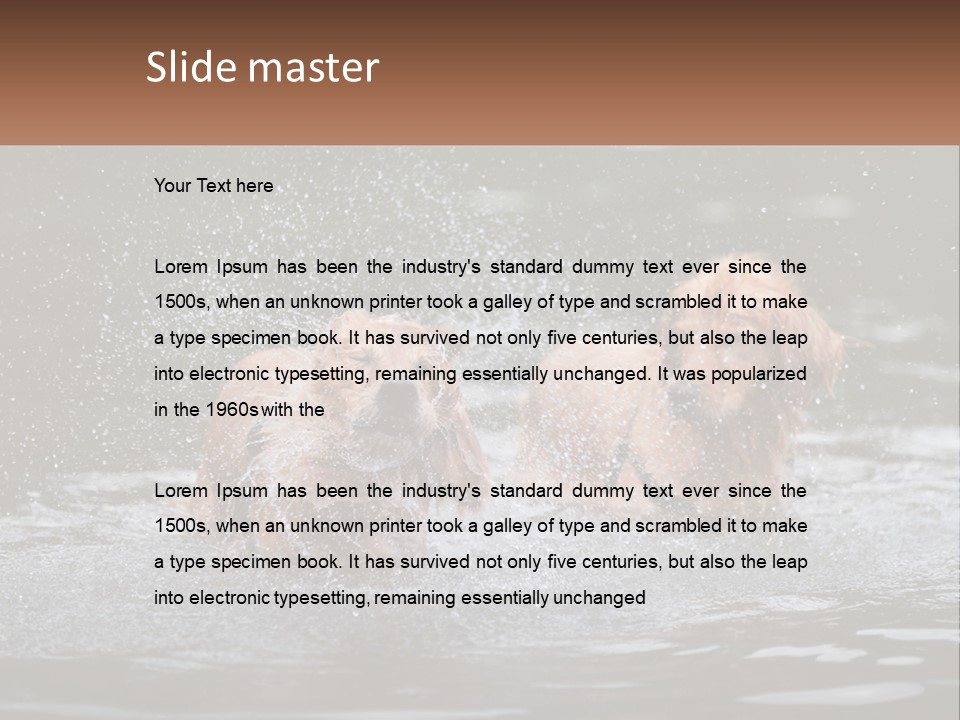 Two Brown Dogs Splashing In A Body Of Water PowerPoint Template
