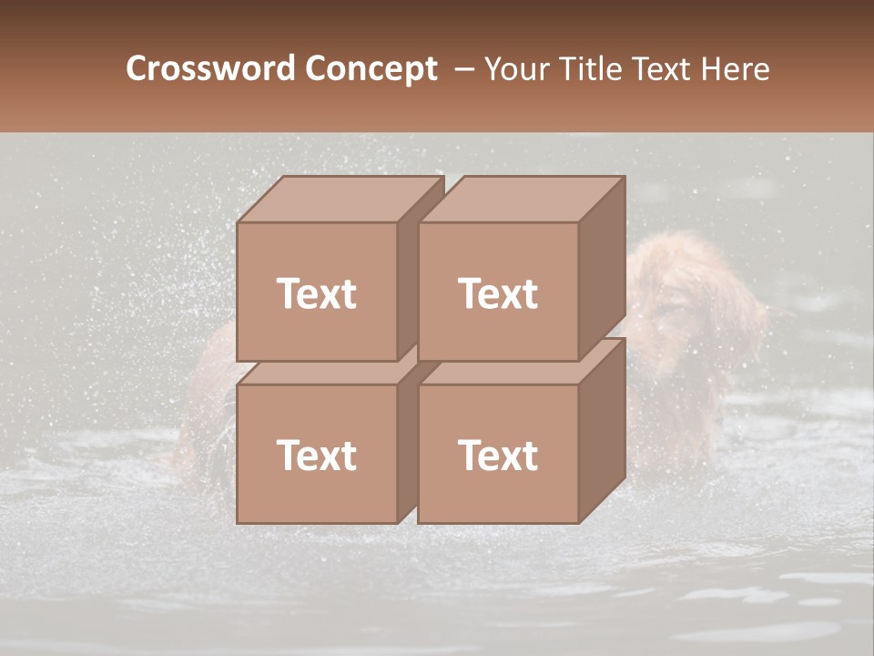 Two Brown Dogs Splashing In A Body Of Water PowerPoint Template