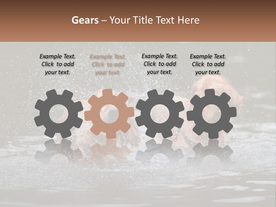 Two Brown Dogs Splashing In A Body Of Water PowerPoint Template