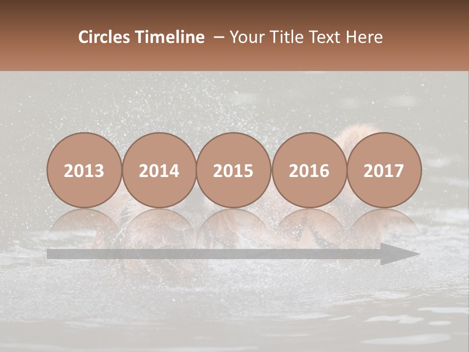 Two Brown Dogs Splashing In A Body Of Water PowerPoint Template