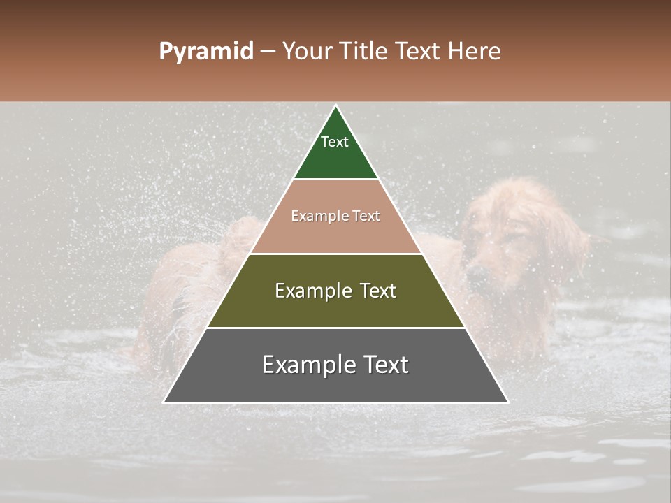 Two Brown Dogs Splashing In A Body Of Water PowerPoint Template