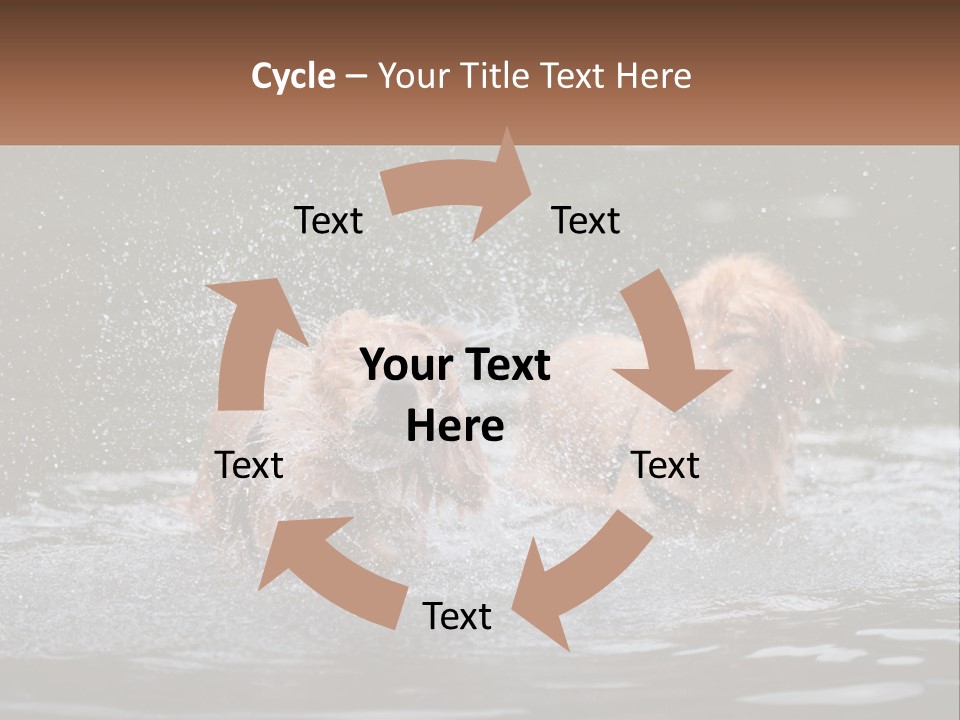 Two Brown Dogs Splashing In A Body Of Water PowerPoint Template