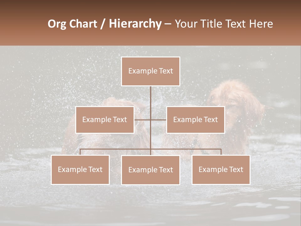 Two Brown Dogs Splashing In A Body Of Water PowerPoint Template