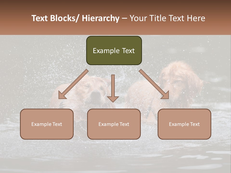 Two Brown Dogs Splashing In A Body Of Water PowerPoint Template