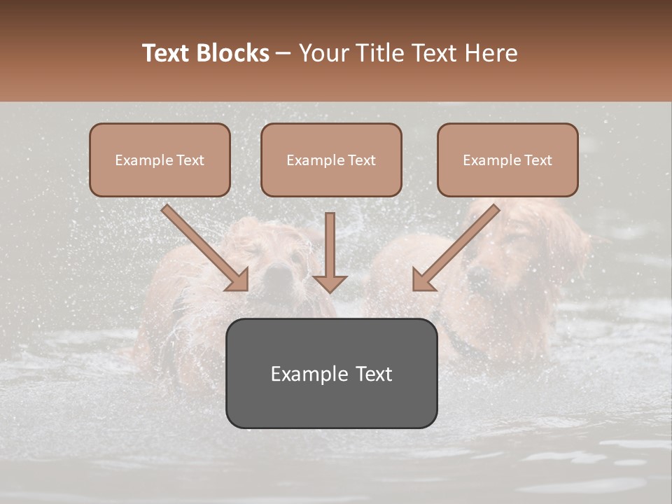 Two Brown Dogs Splashing In A Body Of Water PowerPoint Template