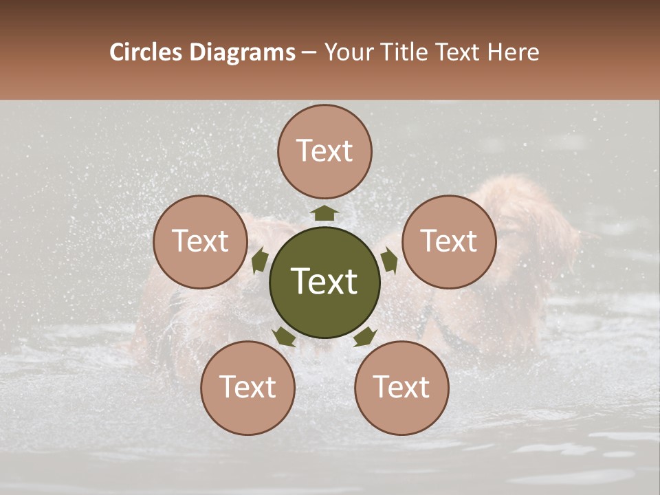 Two Brown Dogs Splashing In A Body Of Water PowerPoint Template
