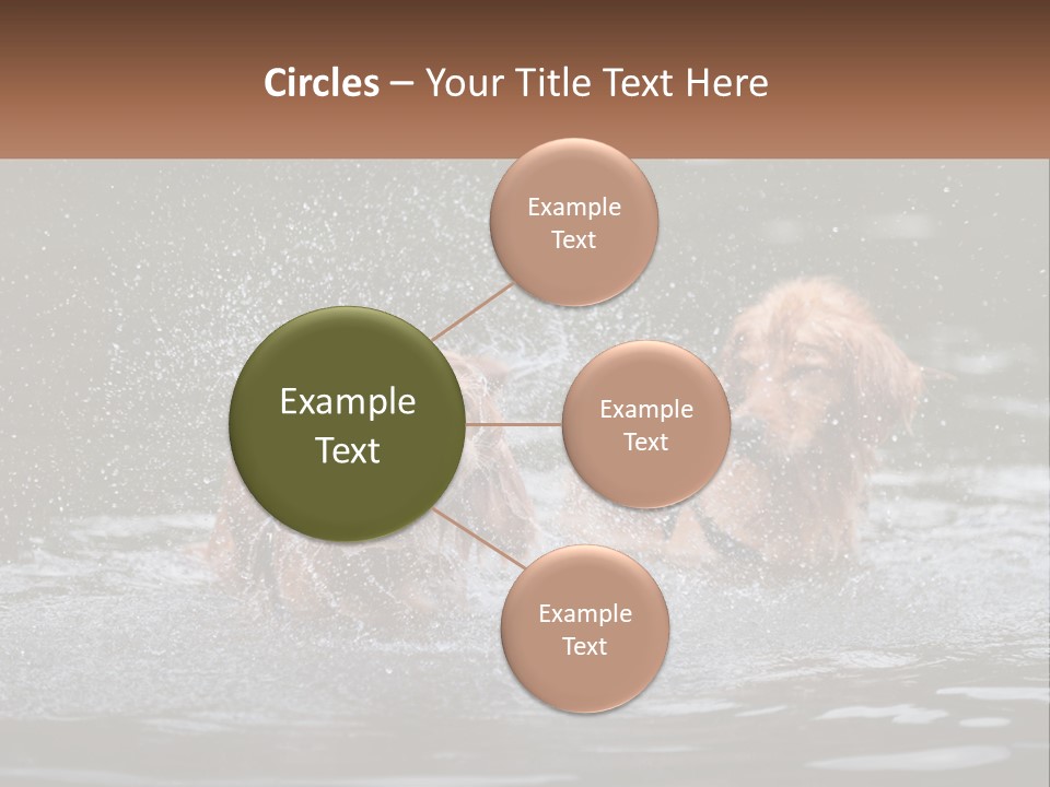 Two Brown Dogs Splashing In A Body Of Water PowerPoint Template