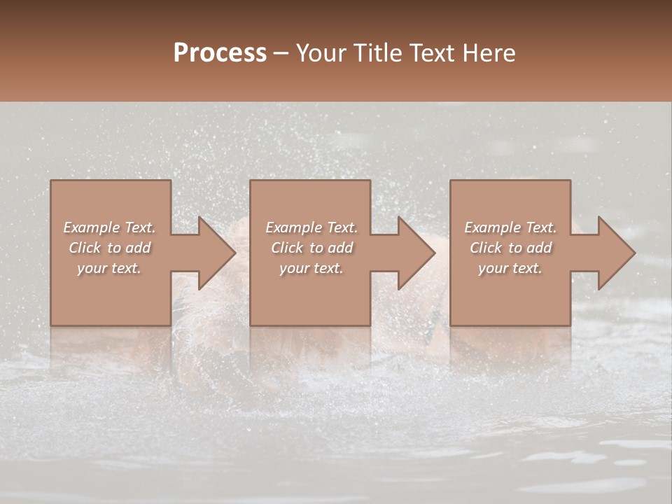 Two Brown Dogs Splashing In A Body Of Water PowerPoint Template