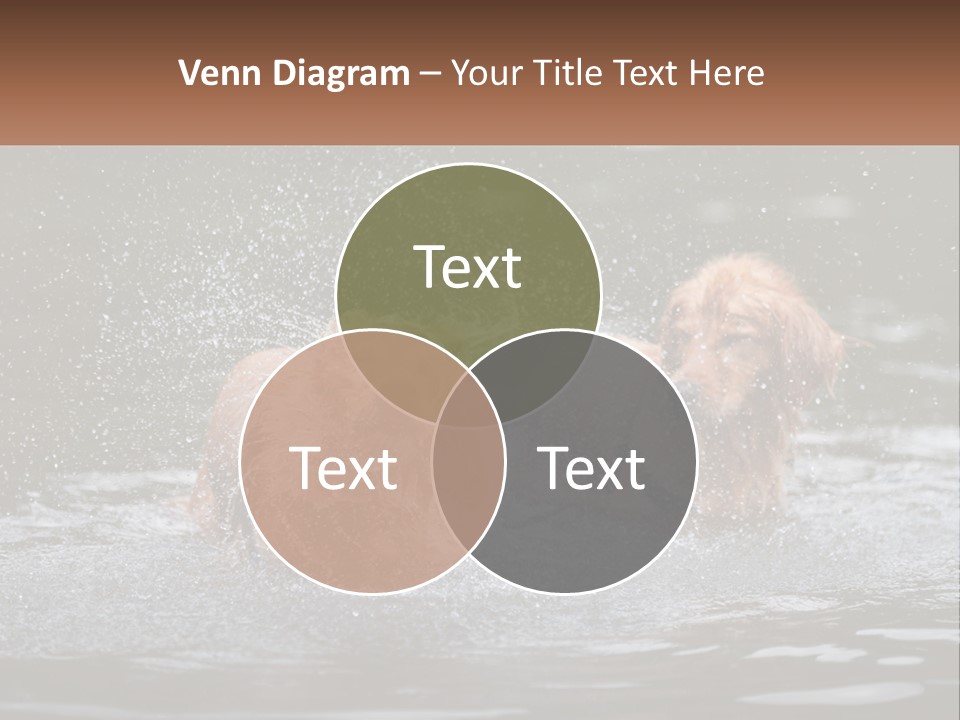 Two Brown Dogs Splashing In A Body Of Water PowerPoint Template