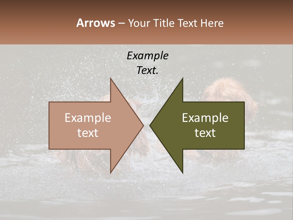 Two Brown Dogs Splashing In A Body Of Water PowerPoint Template