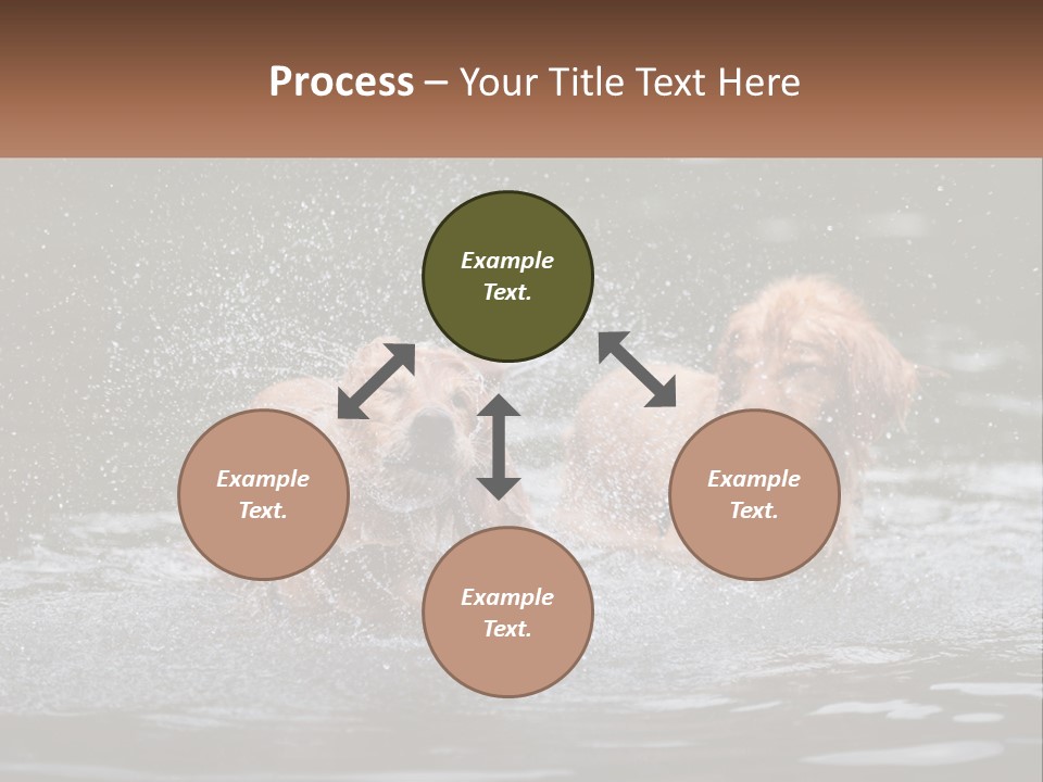Two Brown Dogs Splashing In A Body Of Water PowerPoint Template