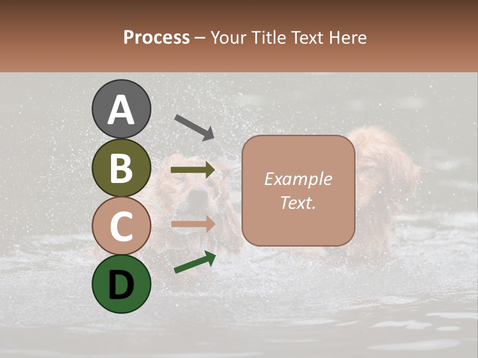 Two Brown Dogs Splashing In A Body Of Water PowerPoint Template