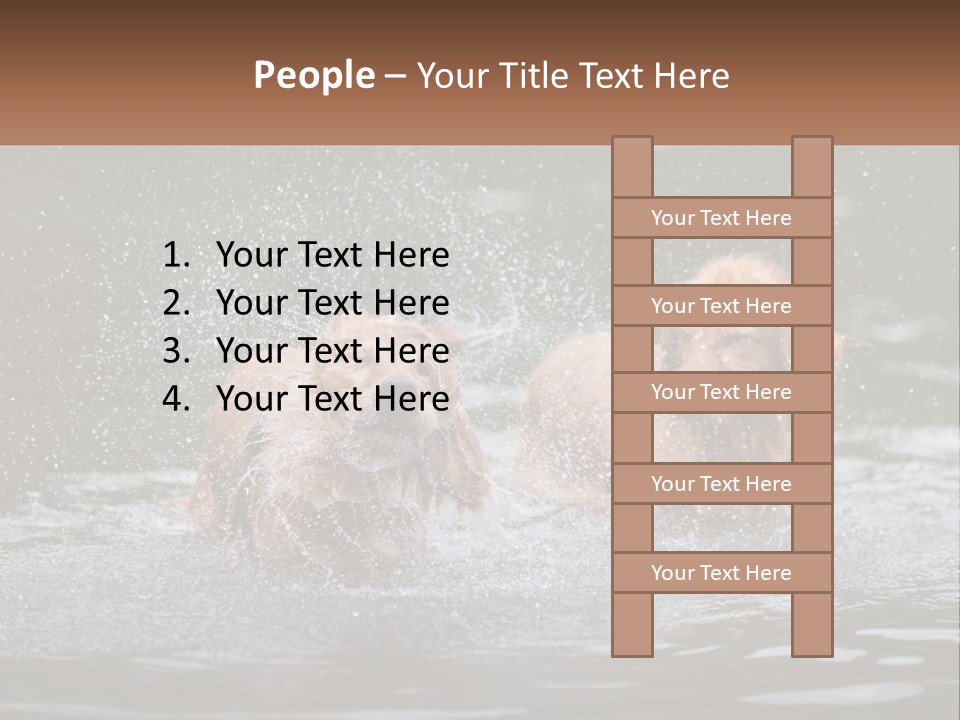 Two Brown Dogs Splashing In A Body Of Water PowerPoint Template