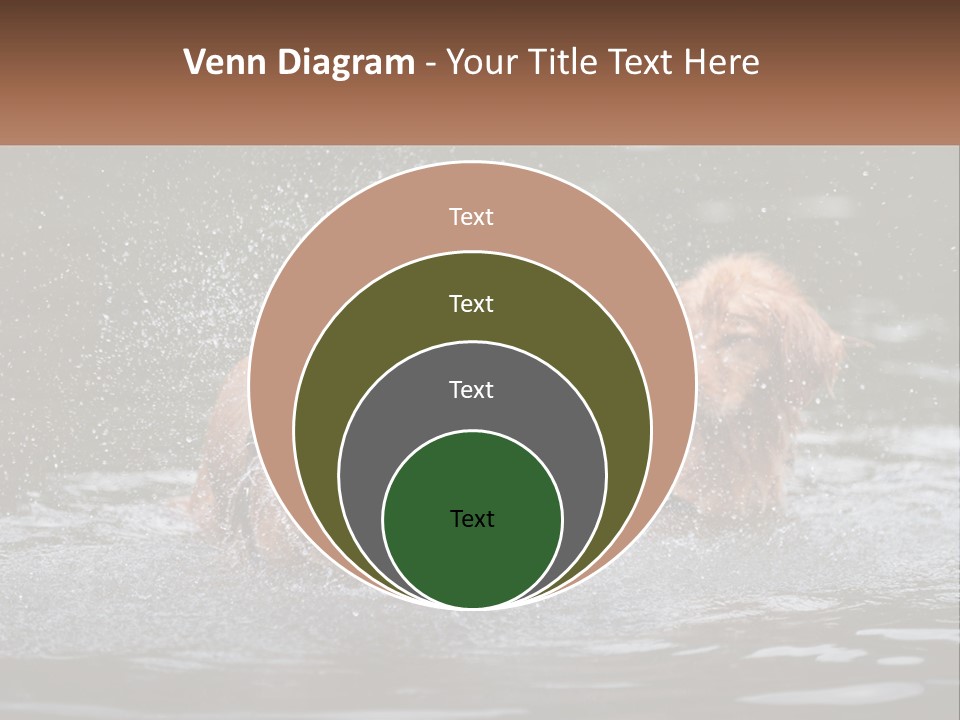 Two Brown Dogs Splashing In A Body Of Water PowerPoint Template