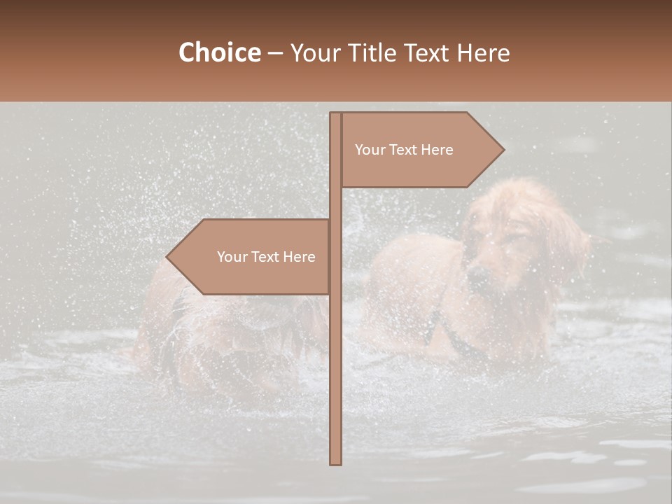 Two Brown Dogs Splashing In A Body Of Water PowerPoint Template