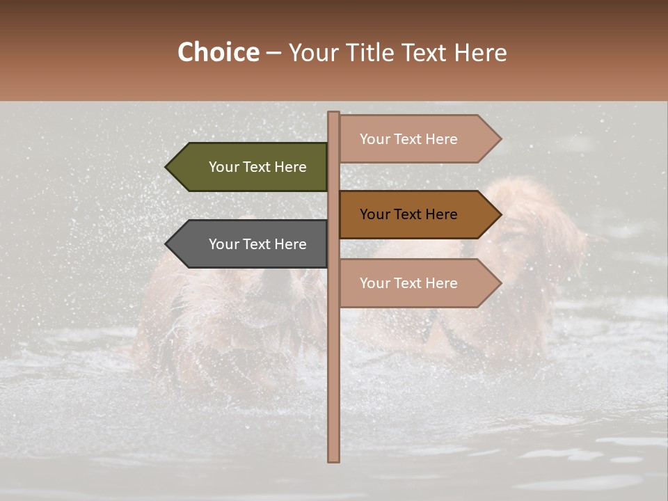 Two Brown Dogs Splashing In A Body Of Water PowerPoint Template