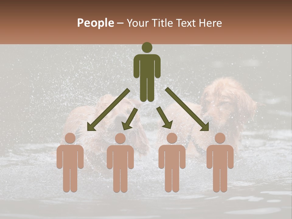 Two Brown Dogs Splashing In A Body Of Water PowerPoint Template