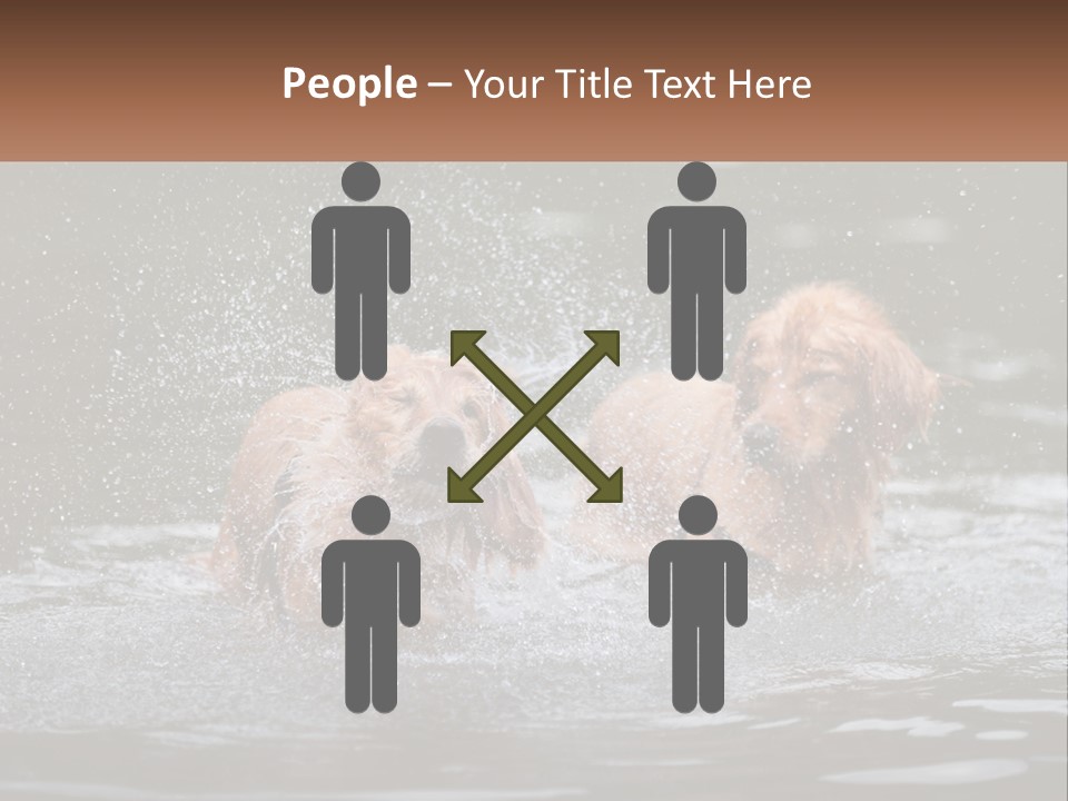 Two Brown Dogs Splashing In A Body Of Water PowerPoint Template