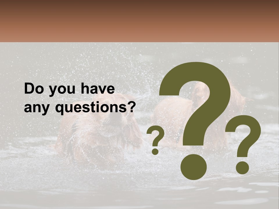 Two Brown Dogs Splashing In A Body Of Water PowerPoint Template