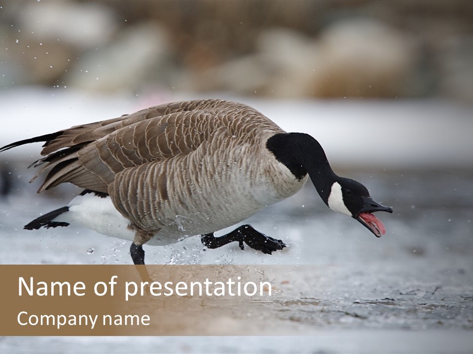 A Goose Is Running Through The Water With It's Beak In It's PowerPoint Template