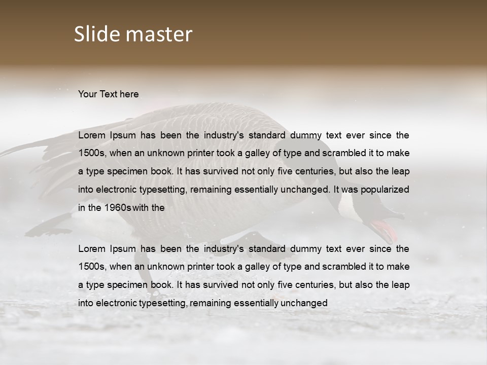 A Goose Is Running Through The Water With It's Beak In It's PowerPoint Template