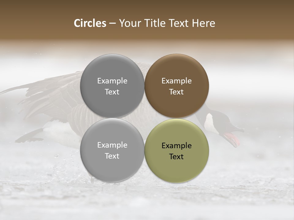 A Goose Is Running Through The Water With It's Beak In It's PowerPoint Template