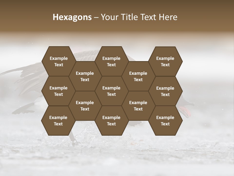 A Goose Is Running Through The Water With It's Beak In It's PowerPoint Template