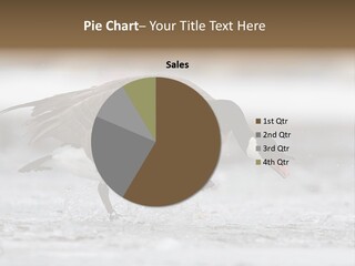 A Goose Is Running Through The Water With It's Beak In It's PowerPoint Template